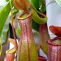 Wonderful Nepenthes alata Carnivorous Asian Pitcher Garden Plant