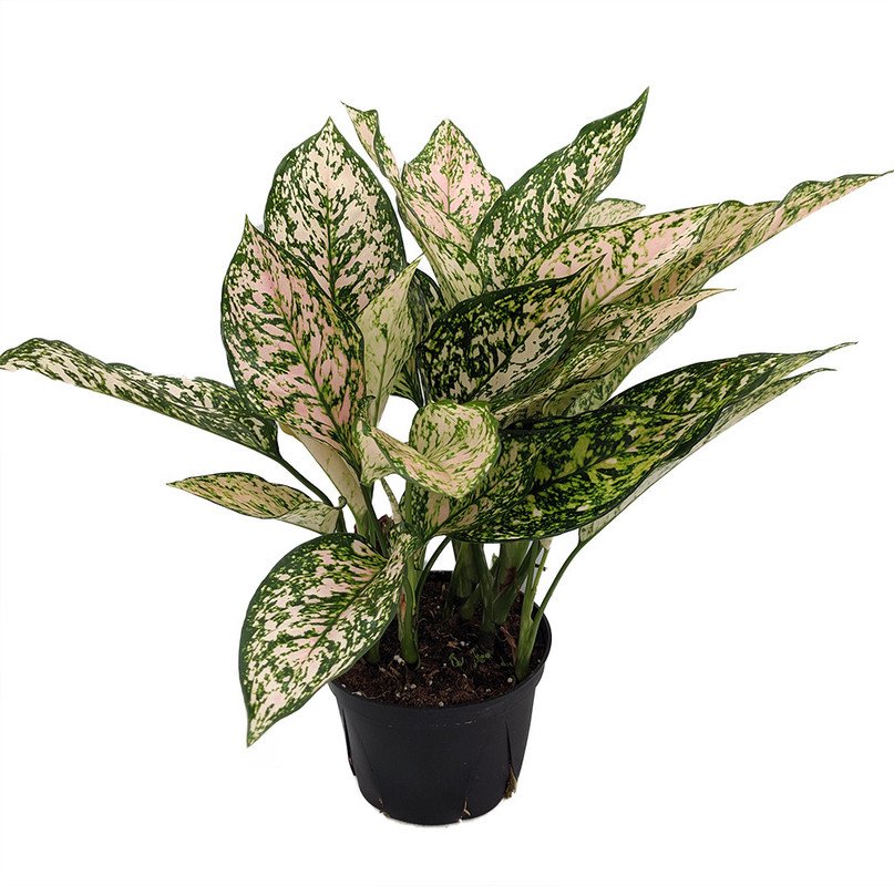 Wonderful Aglaonema Wishes Chinese Evergreen Garden Plant