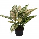 Wonderful Aglaonema Wishes Chinese Evergreen Garden Plant
