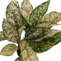 Wonderful Aglaonema Wishes Chinese Evergreen Garden Plant