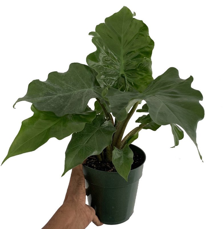 Wonderful Alocasia portora Low Rider Elephant Ear Garden Plant