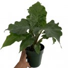 Wonderful Alocasia portora Low Rider Elephant Ear Garden Plant