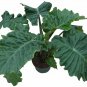 Wonderful Alocasia portora Low Rider Elephant Ear Garden Plant