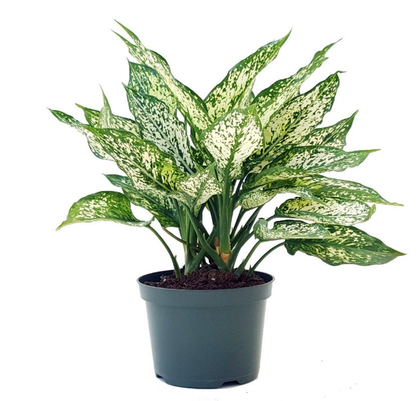 Wonderful Aglaonema White Dalmation Chinese Evergreen Garden Plant
