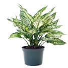 Wonderful Aglaonema White Dalmation Chinese Evergreen Garden Plant
