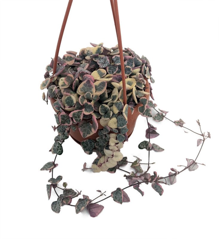Wonderful Rosary Vine Ceropegia woodii Pearl Moon String of Hearts Garden Plant