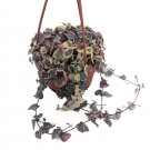 Wonderful Rosary Vine Ceropegia woodii Pearl Moon String of Hearts Garden Plant