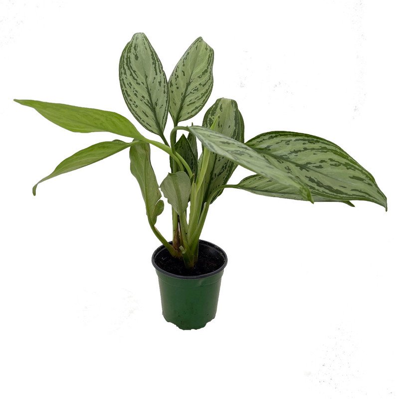 Wonderful Aglaonema Christina Chinese Evergreen Garden Plant