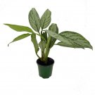 Wonderful Aglaonema Christina Chinese Evergreen Garden Plant