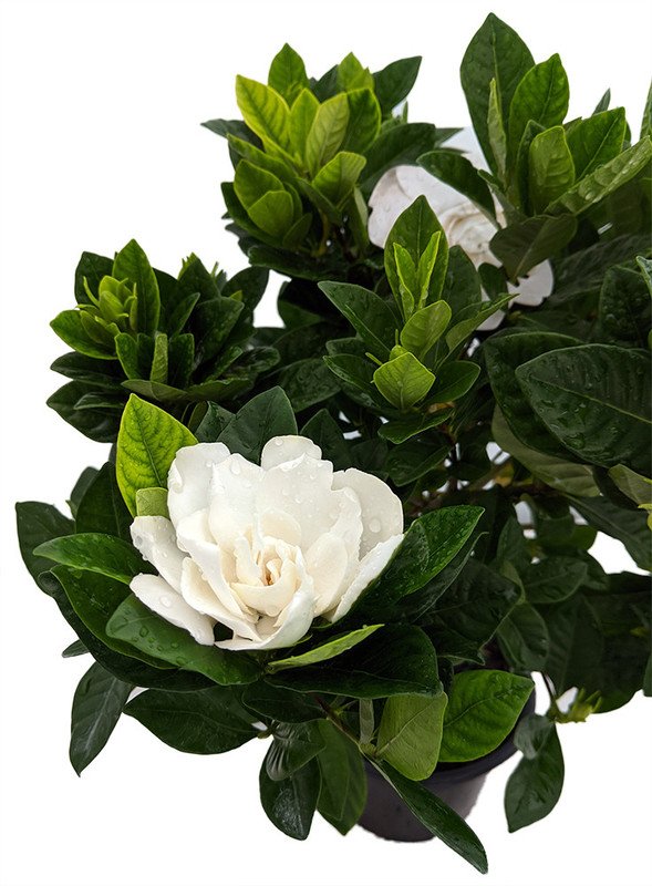 Wonderful Gardenia jasminoides Corsage Beautiful Garden Plant