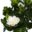 Wonderful Gardenia jasminoides Corsage Beautiful Garden Plant