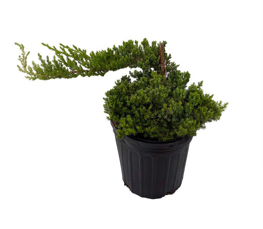 Wonderful Juniperus procumbens nana Japanese Juniper Bonsai Tree Garden Plant