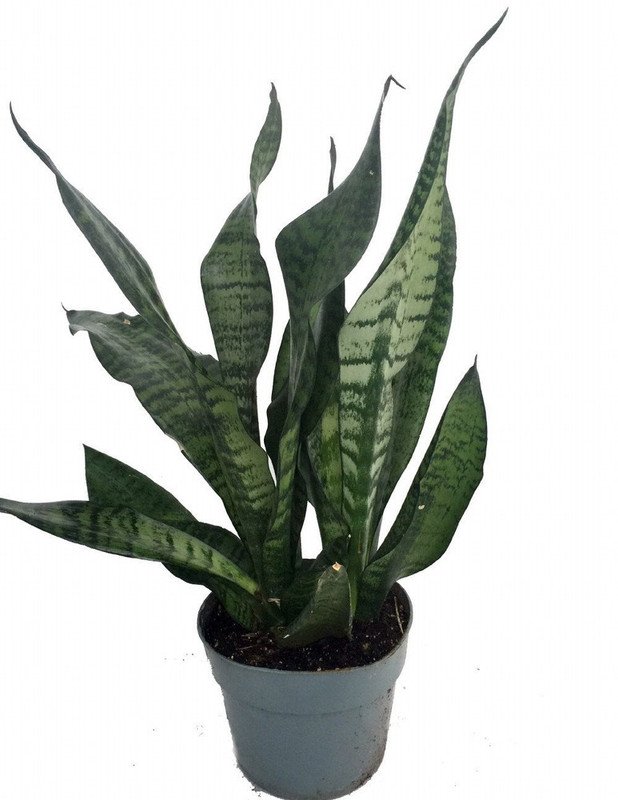 Wonderful Sansevieria Snake Mother In Laws Tongue Garden Plant