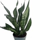 Wonderful Sansevieria Snake Mother In Laws Tongue Garden Plant