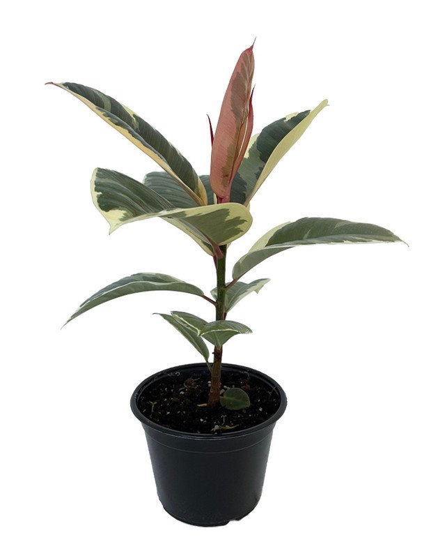 Wonderful Ficus Tineke Rubber Tree Garden Plant