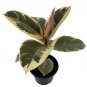 Wonderful Ficus Tineke Rubber Tree Garden Plant