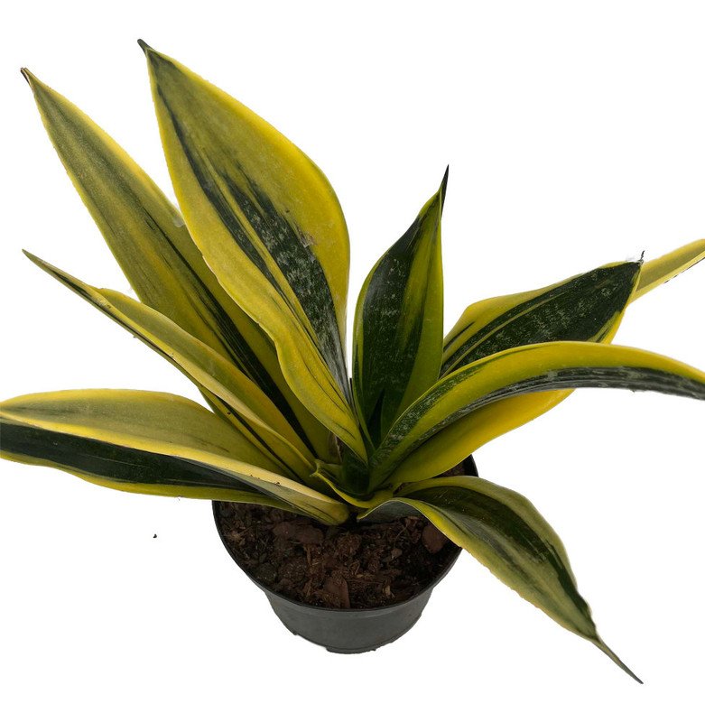 Wonderful Sansevieria La Rubia Snake Garden Plant