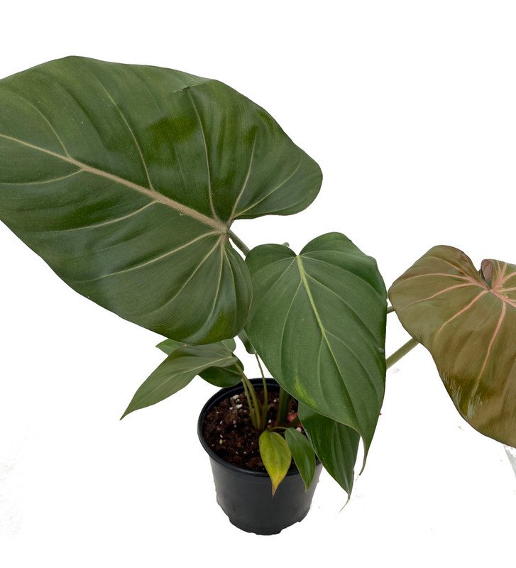 Wonderful Philodendron Summer Glory Garden Plant