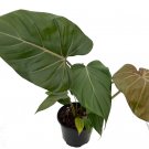 Wonderful Philodendron Summer Glory Garden Plant