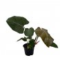 Wonderful Philodendron Summer Glory Garden Plant