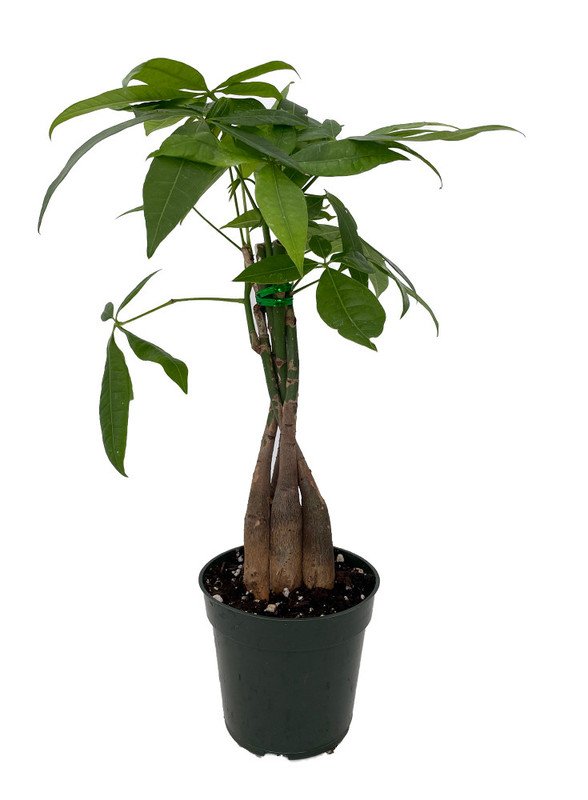 Wonderful pachira twisted money tree garden plant