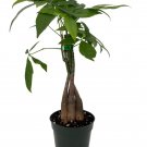 Wonderful Pachira Twisted Money Tree Garden Plant