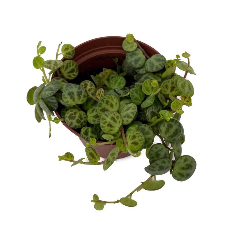 Wonderful Prostrata Big Leaf Clone C Peperomia Garden Plant