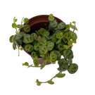 Wonderful Prostrata Big Leaf Clone C Peperomia Garden Plant