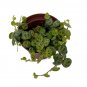 Wonderful Prostrata Big Leaf Clone C Peperomia Garden Plant