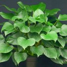 Wonderful Homalomena Emerald Gem Queen of Hearts Garden Plant