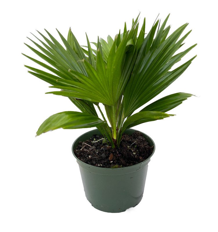 Wonderful Livistona rotundifolia Footstool Palm Garden Plant