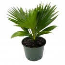 Wonderful Livistona rotundifolia Footstool Palm Garden Plant