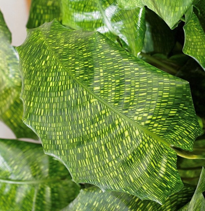 Wonderful Calathea mosaicca Rare Mosaic Prayer Garden Plant