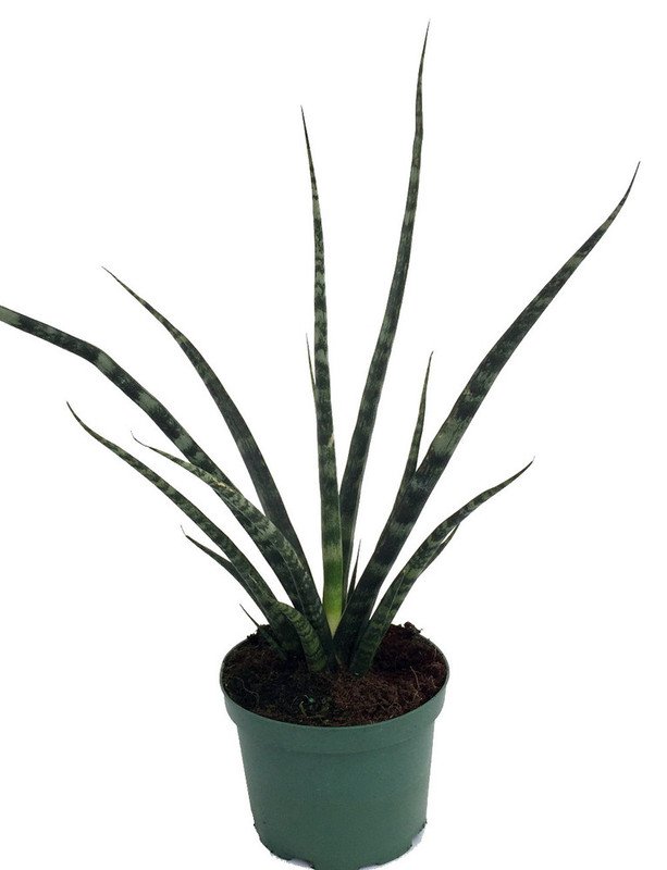 Wonderful Sanseveria Fernwood Mikado Snake Garden Plant