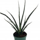 Wonderful Sanseveria Fernwood Mikado Snake Garden Plant