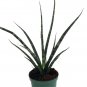 Wonderful Sanseveria Fernwood Mikado Snake Garden Plant