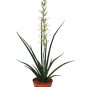 Wonderful Sanseveria Fernwood Mikado Snake Garden Plant
