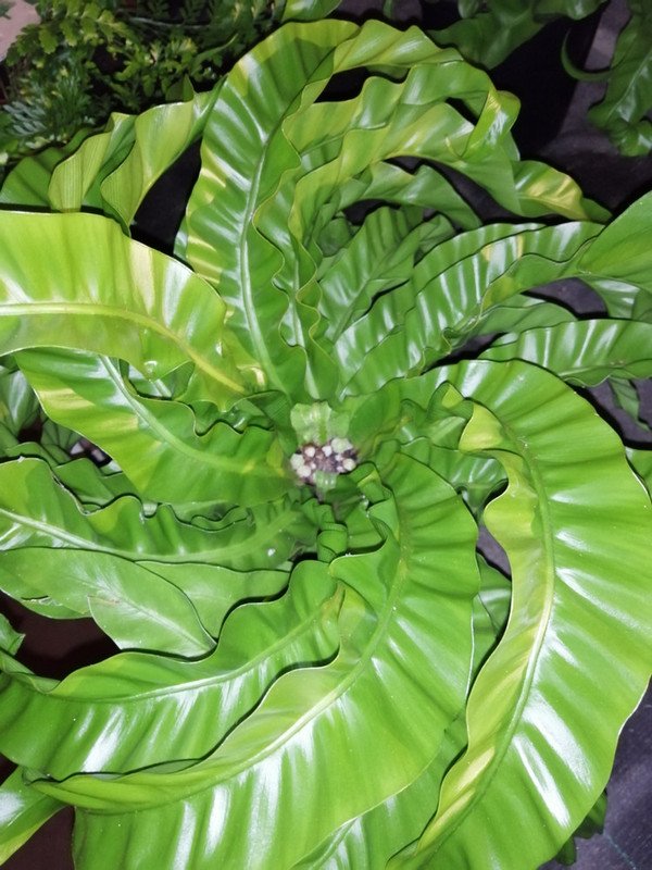 Wonderful Asplenium antiquum Hurricane Birds Nest Fern Garden Plant