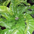 Wonderful Asplenium antiquum Hurricane Birds Nest Fern Garden Plant