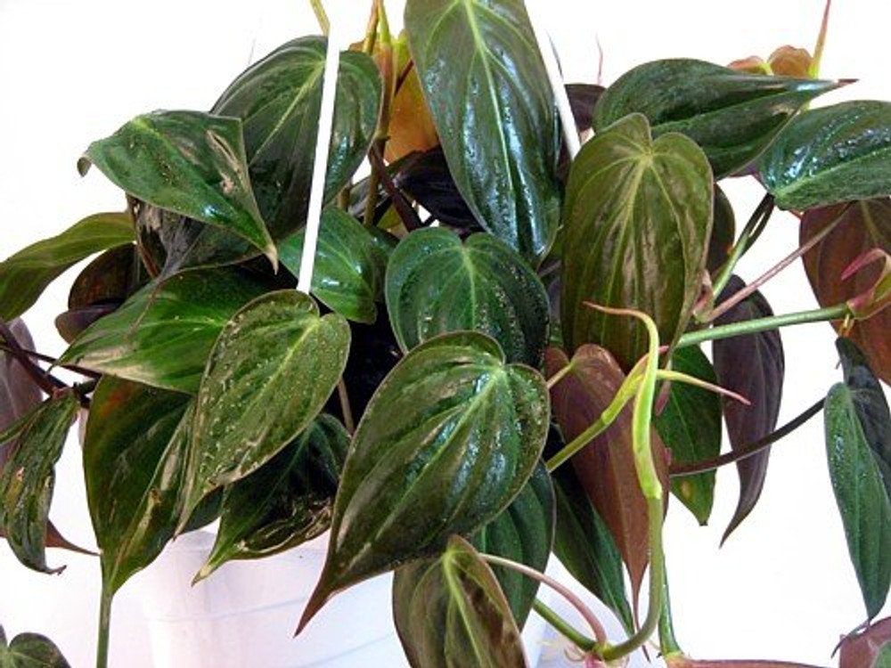 Wonderful Philodendron Rare Velvet Leaf Bronze Micans Vine Garden Plant