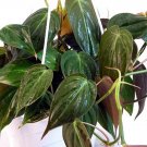 Wonderful Philodendron Rare Velvet Leaf Bronze Micans Vine Garden Plant