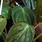 Wonderful Philodendron Rare Velvet Leaf Bronze Micans Vine Garden Plant
