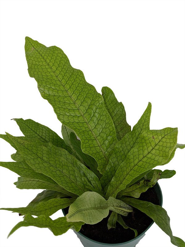Wonderful Microsorium musifolium Crocydyllus Rare Crocodile Fern Garden Plant