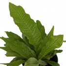 Wonderful Microsorium musifolium Crocydyllus Rare Crocodile Fern Garden Plant