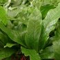 Wonderful Microsorium musifolium Crocydyllus Rare Crocodile Fern Garden Plant