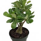 Wonderful Adenium Arabic Desert Rose Garden Plant