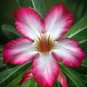 Wonderful Adenium Arabic Desert Rose Garden Plant