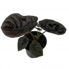 Wonderful Red Secret Rare Alocasia cuprea Garden Plant