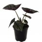 Wonderful Red Secret Rare Alocasia cuprea Garden Plant