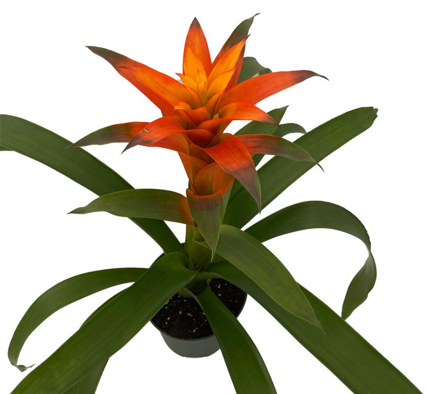 Wonderful Guzmania Bromeliad Melissa Orange Vase Beautiful Garden Plant